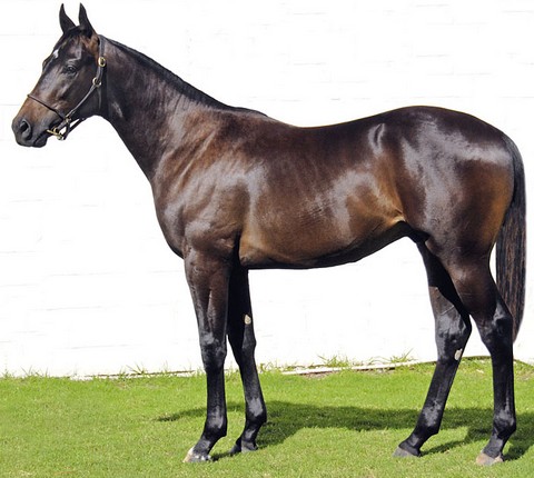 He is a big, upstanding colt by leading South African sire, Western Winter 
