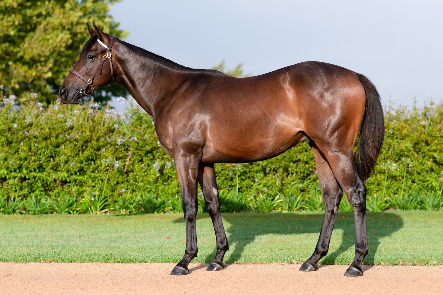 Drakenstein Stud Cape Premier Sales Draft 2026 - SAHorseracing.COM